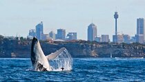 Sydney Harbour Whale Watching Experience