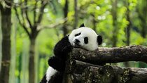Small Group: 5 Day Jiuzhaigou and Chengdu Adventure