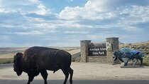 Private Antelope Island State Park Tour