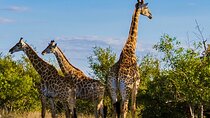 Half Day Tala Game Reserve & Zulu Cultural Experience from Durban