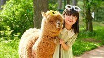 Alpaca World Adventure in Nami Island and Garden of Morning Calm