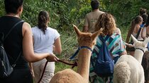 Walk with the Alpacas of Monviso in the green of Turin