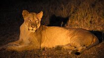 Nairobi National Park Sunset and Night Game Drive Tour