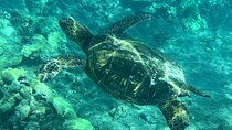 Lahaina Reef Snorkeling Adventure in Maui