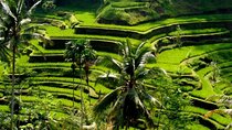Exclusive Ubud Experience: Nature, Culture & Adventure in One Day
