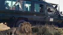 4 Day 4WD Private Masai Mara Safari with Lodge Luxury with Jeep