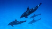 Dolphin Watching Half-Day Snorkeling Trip with Transfer- Zanzibar