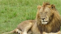 Half Day Classic Nairobi National Park Tour