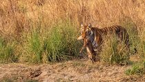 15 Days Indian Wildlife and Culture Tour