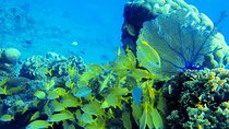 Cozumel Snorkel Experience! Colombia, Palancar & El Cielo Reef 