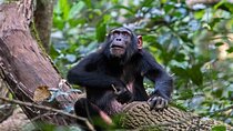 12 Day Wildlife and Primate Safari in Uganda