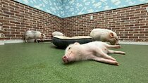 Micro Pig Café in Osaka Pet and Snap Cute Moments