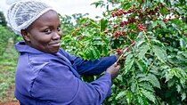 Kiambu Coffee Tour Farm and Factory Access Included
