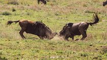 4 Day Serengeti Safari with Wildebeest Calving Season