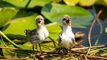 Guided Boat Tours on Lake Skadar with Local Insights