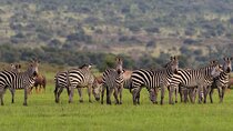 Akagera National Park Wildlife Experience