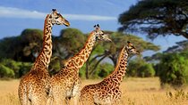 7 Day Explore Northern Parks Comfort Safari