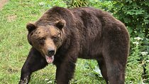 Bear Watching in The Wild from Brasov (100 %)