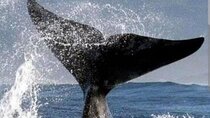 Hermanus Whales Watching, Lunch & Wine Tasting Experiences 