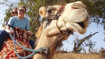 Sunset Camel Ride by Souss River&Moroccan Mint Tea& Free transfer