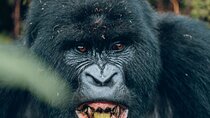 5 Days Rwanda Primate Safaris