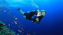 Coral Garden 2 Stops For Diving Sea Trip W/Transfer :Marsa Alam