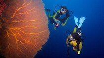 Advanced Open Water PADI Diving Course W/Transfer :Marsa Alam