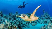Coral Garden Diving Adventure with 2 Dives & Transfer :Marsa Alam