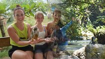 7 Damajagua & Monkey Home Tours waterfalls
