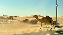  Desert Safari Tour with BBQ Dinner & camel ride Dubai
