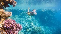 Coral Garden Snorkeling Trip with Lunch & Transfer :Marsa Alam