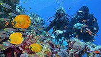 Explore Ras Mohamed & White Island Snorkel & Dive-Sharm El Sheikh