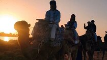 Agadir Camel Ride at Sunset with BBQ Dinner