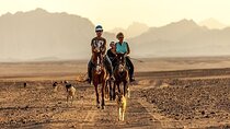 1-Hour Horseback Ride in the Desert & Transfer :Marsa Alam