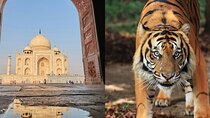 8 Days Delhi Agra Ranthambore Udaipur Jodhpur Jaipur Tour