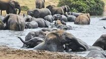Addo Elephant National Park Private Safari Tour
