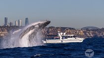 Private Luxury Intimate Whale Watching