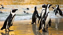 Cape Peninsula Full-Day Private Tour: Beaches, Penguins & More