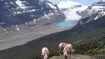Hiking the Columbia Icefields Region with Your Private Guide