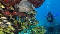 Scuba Dive in the best reefs in the Riviera Maya 2 tanks 