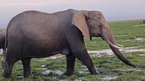 Two Days Guided Amboseli Tour