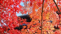 Kyoto Autumn Foliage Private Car Tour Temples and Gardens