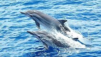 Swim with Happy Dolphin 15 min and Transfer - Sharm El Sheikh