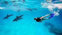 Dolphin Show for You and Your Family – Sharm El Sheikh
