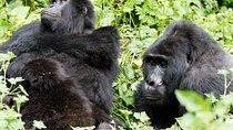 3 Days Gorilla Trekking Safari in Bwindi