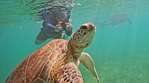 Playa del Carmen Tour Akumal Swimming With Turtles And Lagoon Yal Ku
