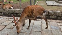 Kyoto to Nara Day Trip 6 Hour Private Tour with Deer and Temples