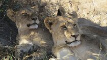 Full Day Hwange National Park Safari from Victoria Falls
