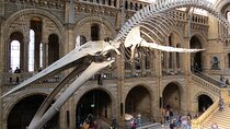 London Natural History Museum Private Walking Tour