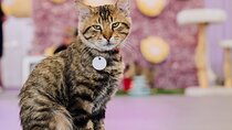 Ultimate cat experience at Austin's only cat cafe